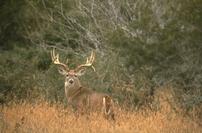 Whitetail Hunt for Parent & Child 202//133